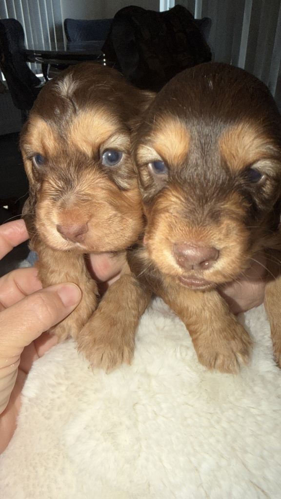 My beautiful showtime cock is spaniels looking for a loving home