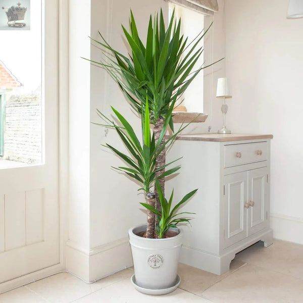 Yucca Plant Elephantipes House Plant - 90cm Tall with 3 Stems Supplied in 21cm Pot