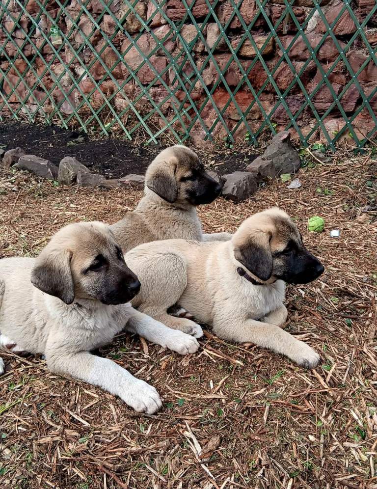 PEDIGREE TURKISH KANGAL PUPPIES!