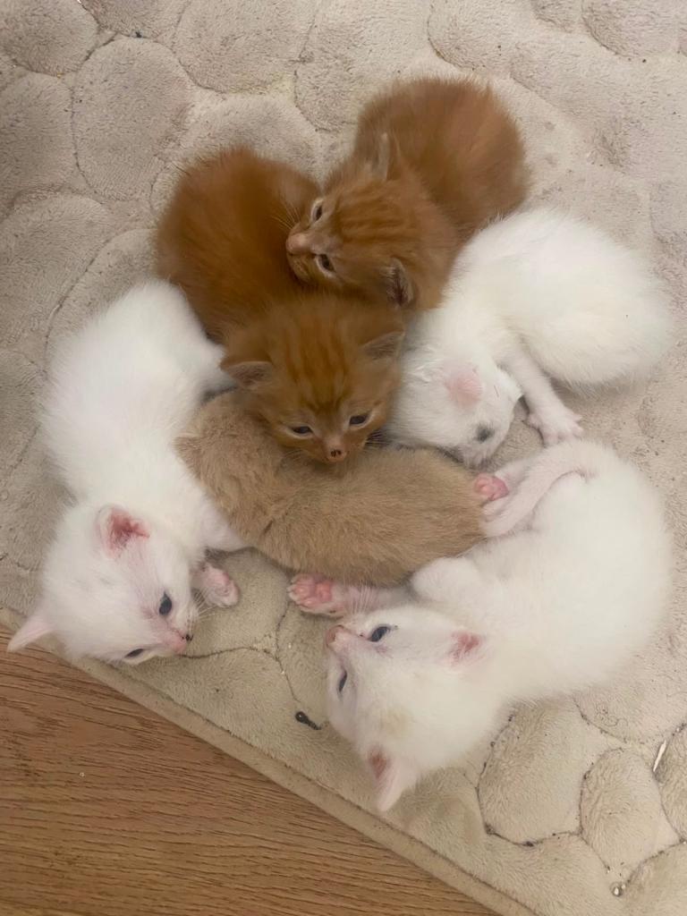 Beautiful kittens