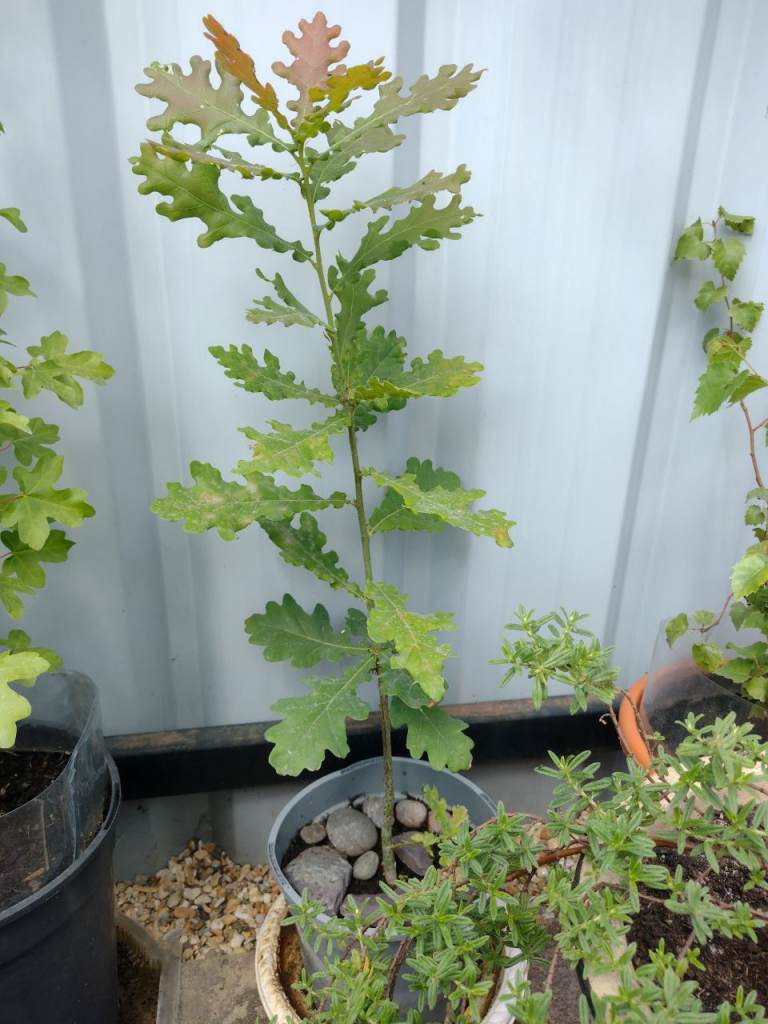 22 Inch English Oak Tree in a Pot. A Sturdy Healthy Specimen. For planting out.