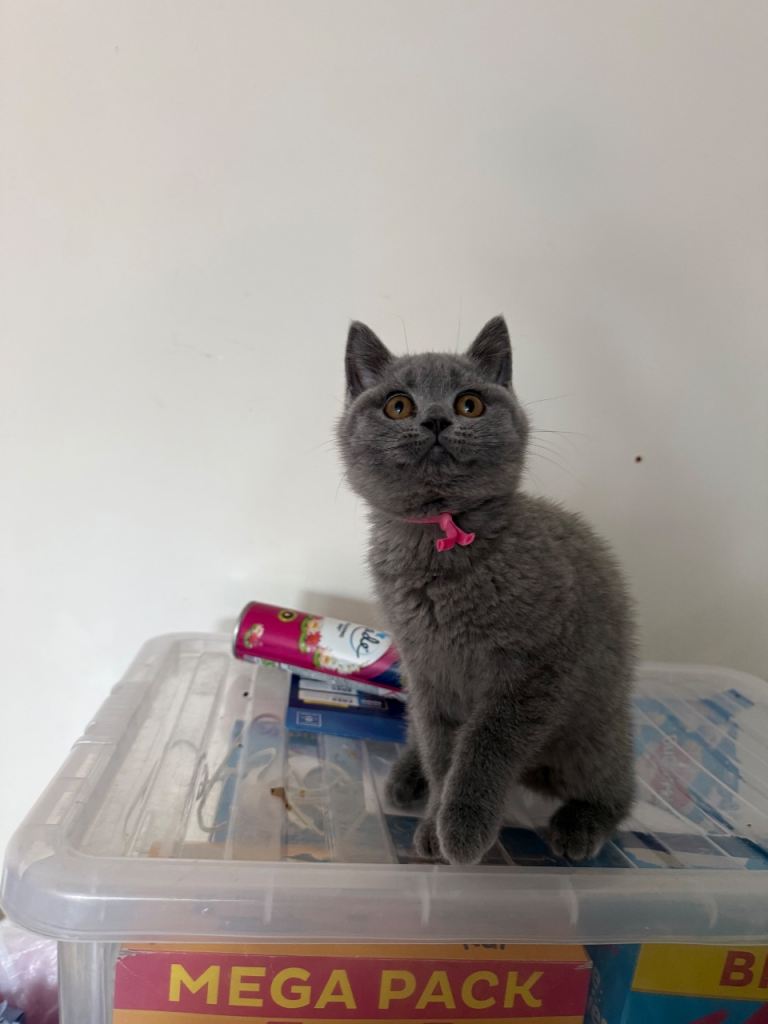 British shorthair female blue born February 20-2-2026