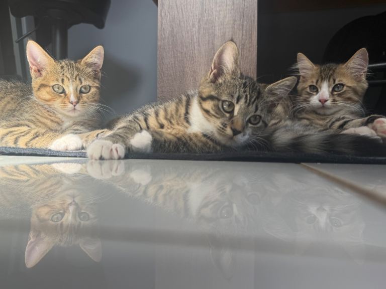 3 half Persian kittens 