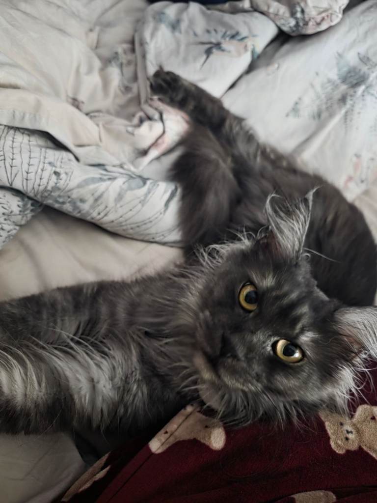 Maine coons