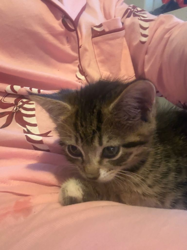 Kittens 8 weeks old half tabby half tuxedo 