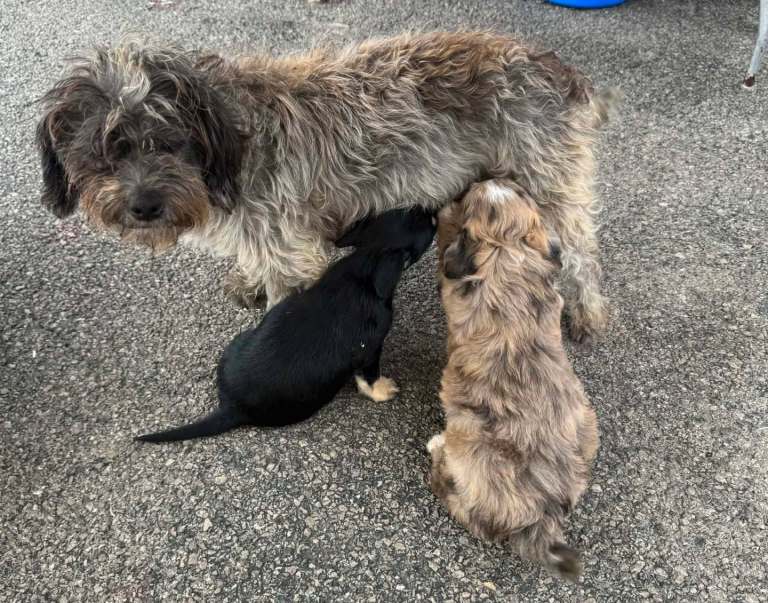 yorkshire X chihauhau pups