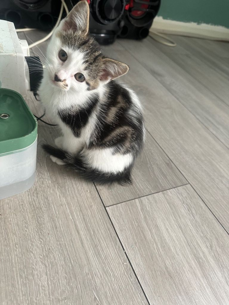 Kittens ready to go now x