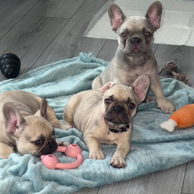 ❌ KC FRENCH BULLDOG READY NOW ❌ 2 Girls 