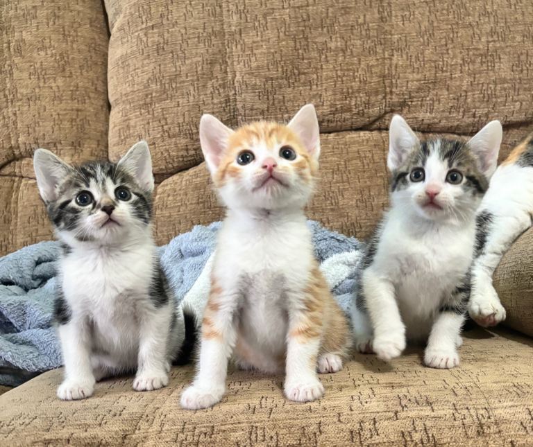 Very beautiful and affectionate kittens, two boys and one girl, are looking for a loving home.