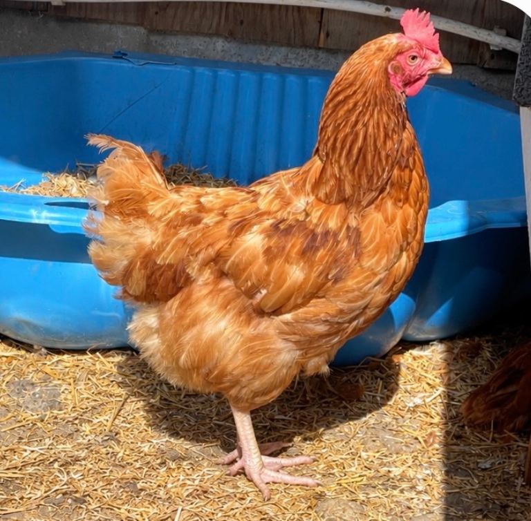 Lohmann Brown Hens