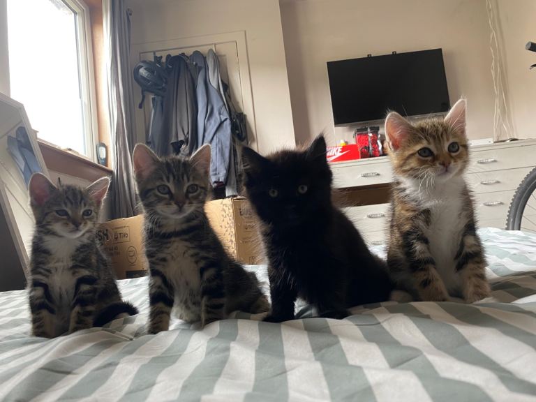 4 beautiful kittens looking for forever homes