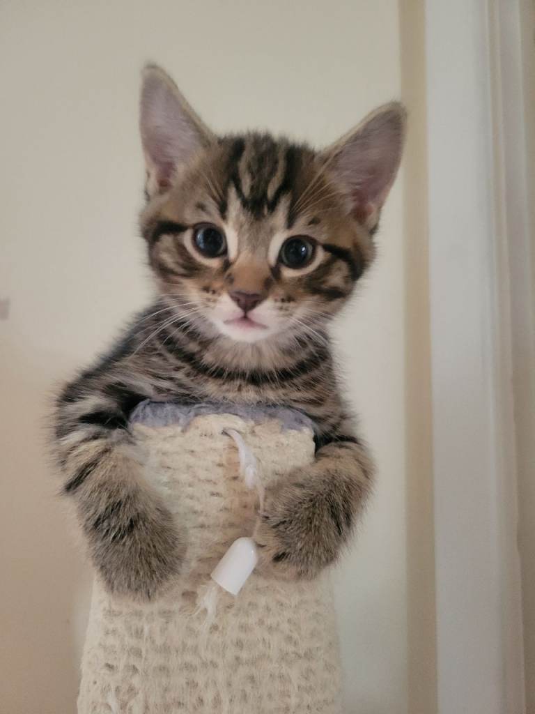 Kittens looking for their new loving home