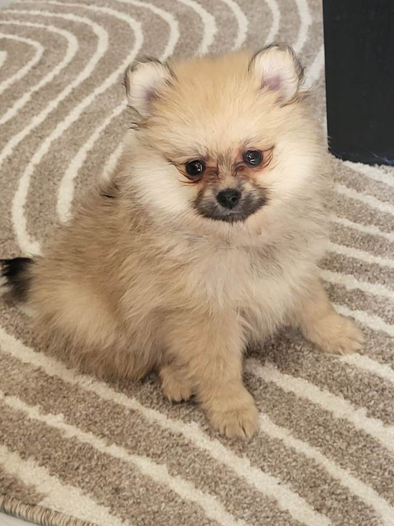 Pomeranian puppies ready now