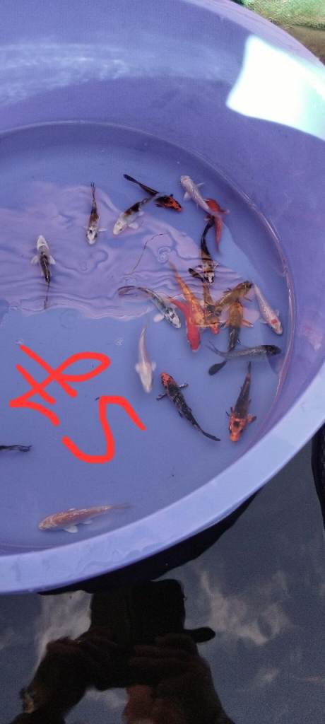 koi carp for sale from £6