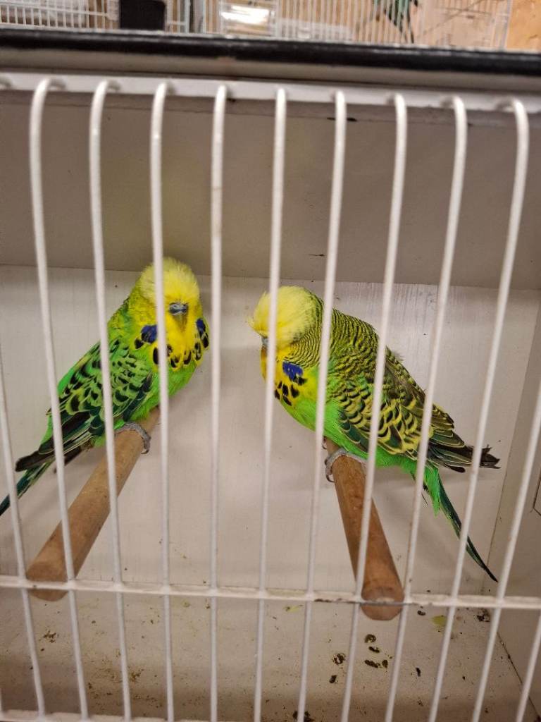 Budgies
