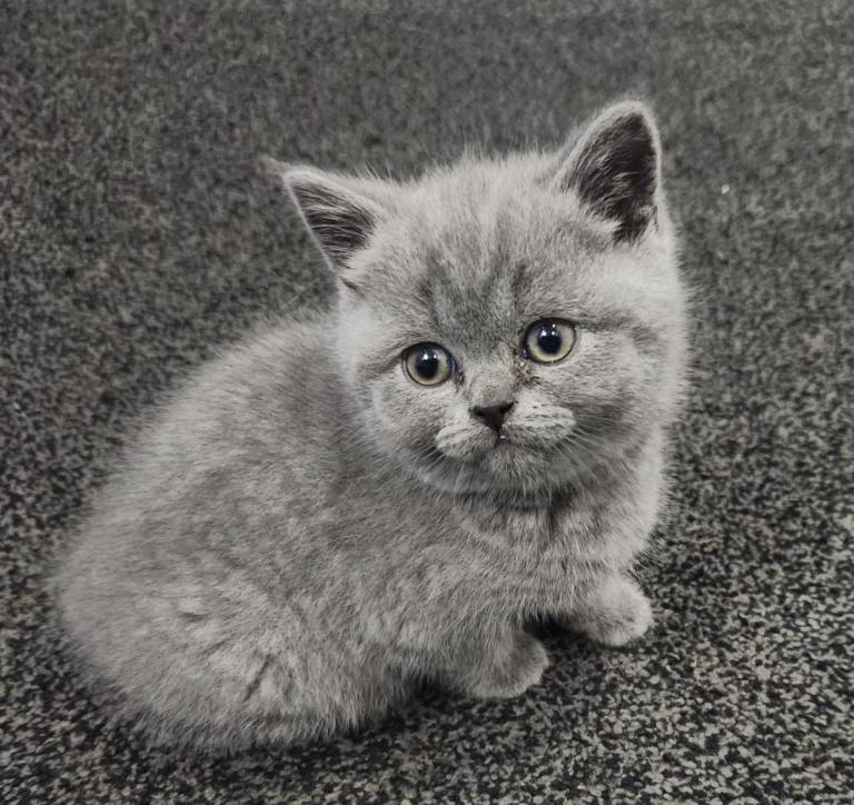 British shorthair female kitten 