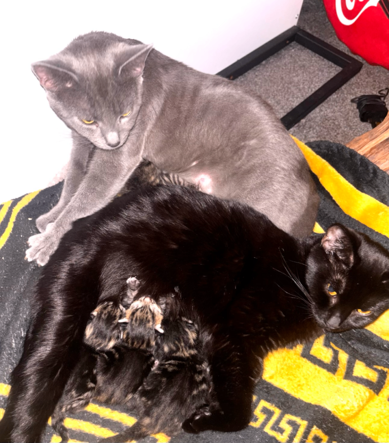 British Blue x Bengal x Bombay x kittens 