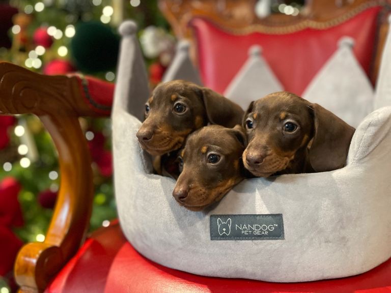 Beautiful dachshund puppies 