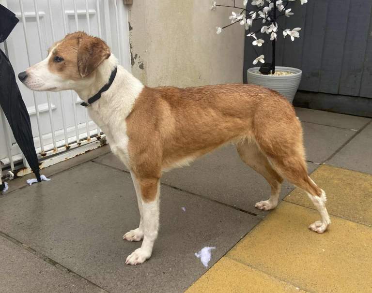 6 month old Lurcher bitch pup