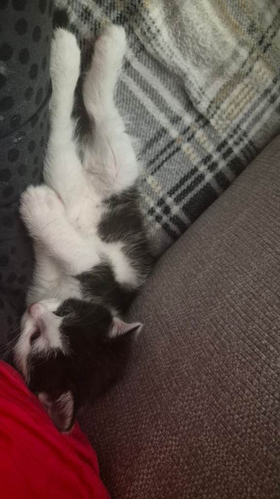 Kitten 