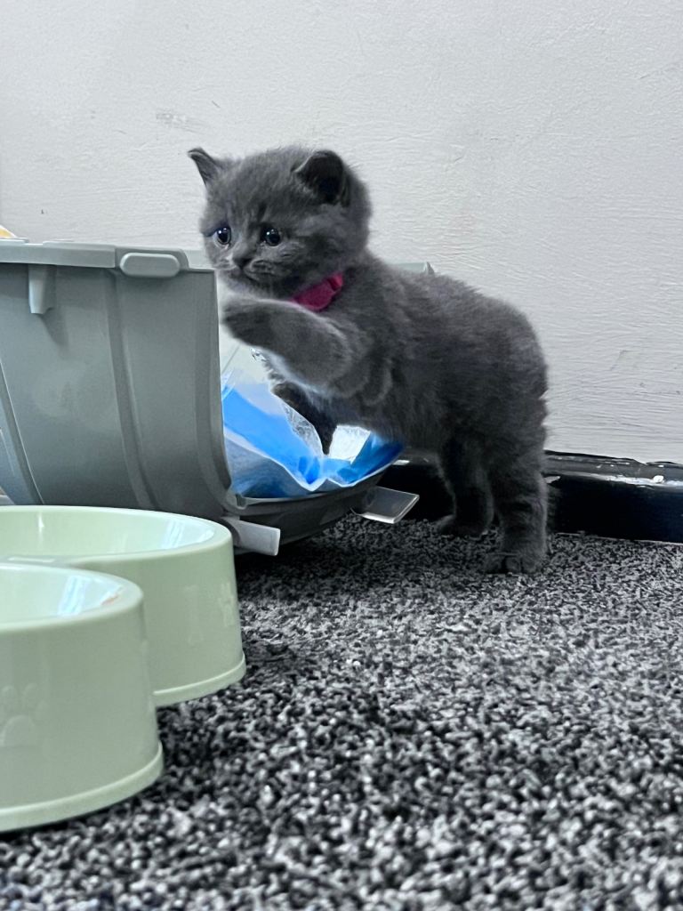 British shorthair kitten