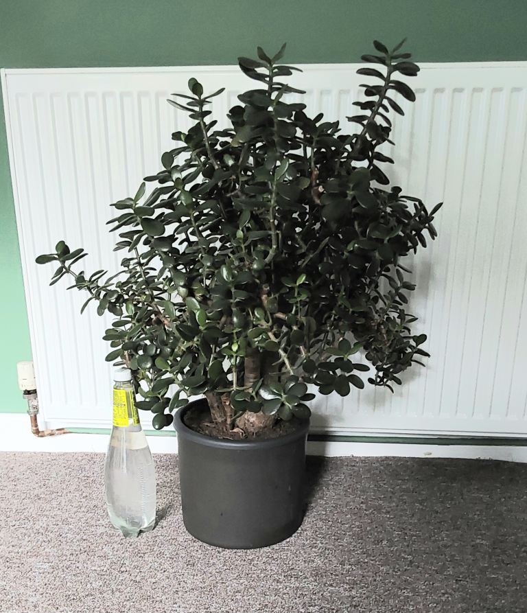 Large vintage 30+ year old Chinese money tree / Jade plant