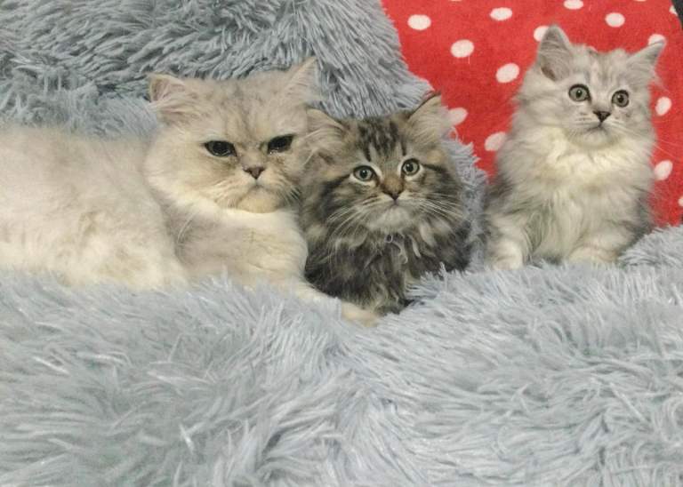Persian kittens 
