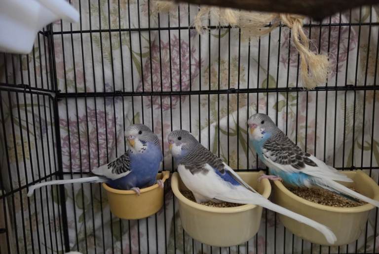 Lovely and playful Budgies for sale