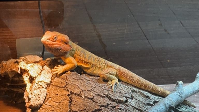SENIOR special needs bearded dragon