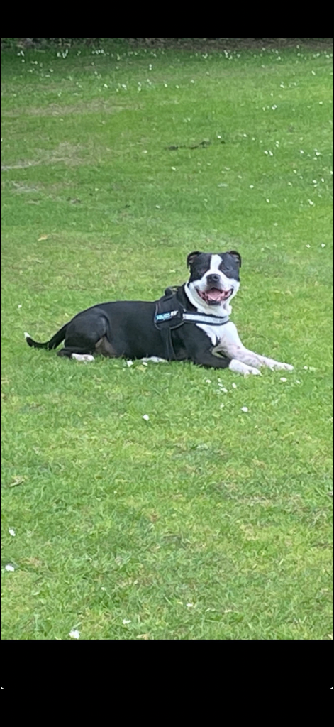  Black and white male dog