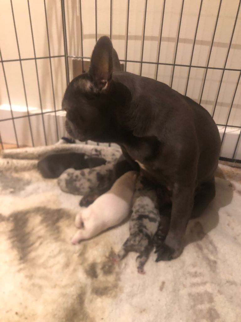 Frenchie mixed litter for sale 