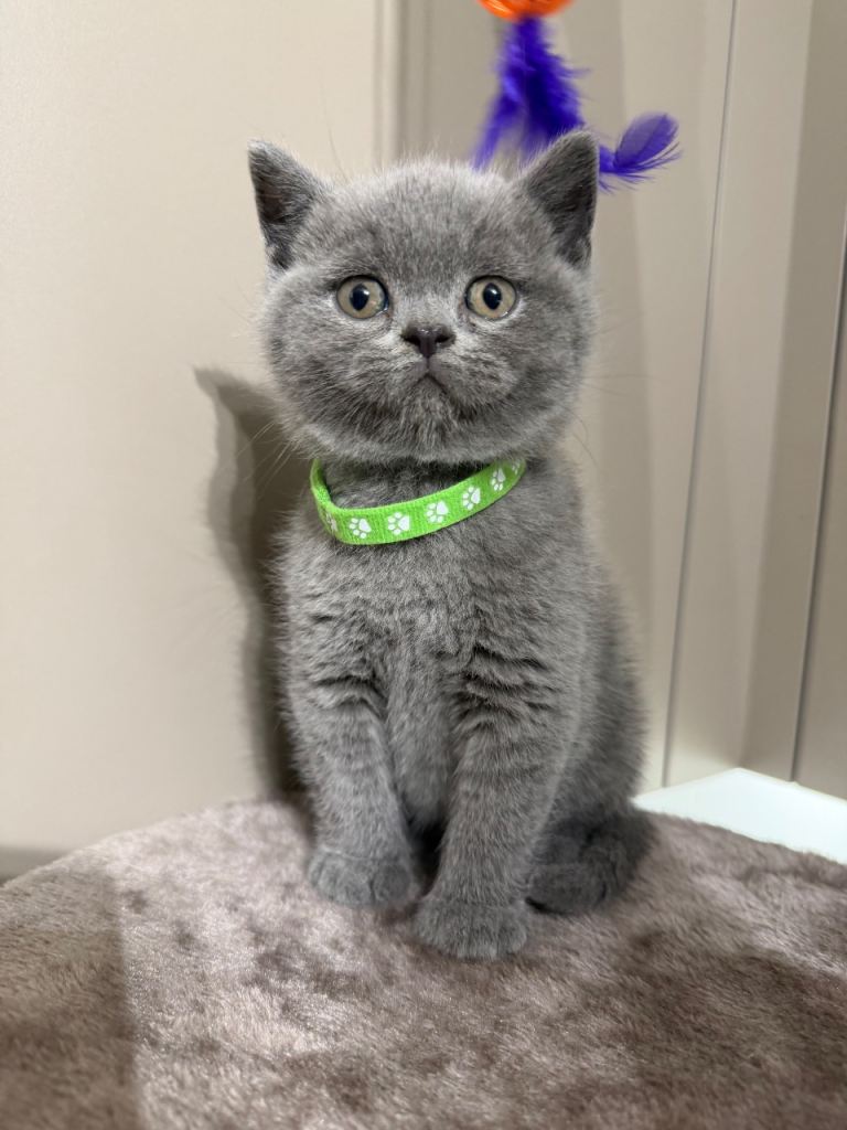 British Shorthair Kitten for Sale – Ready Now 