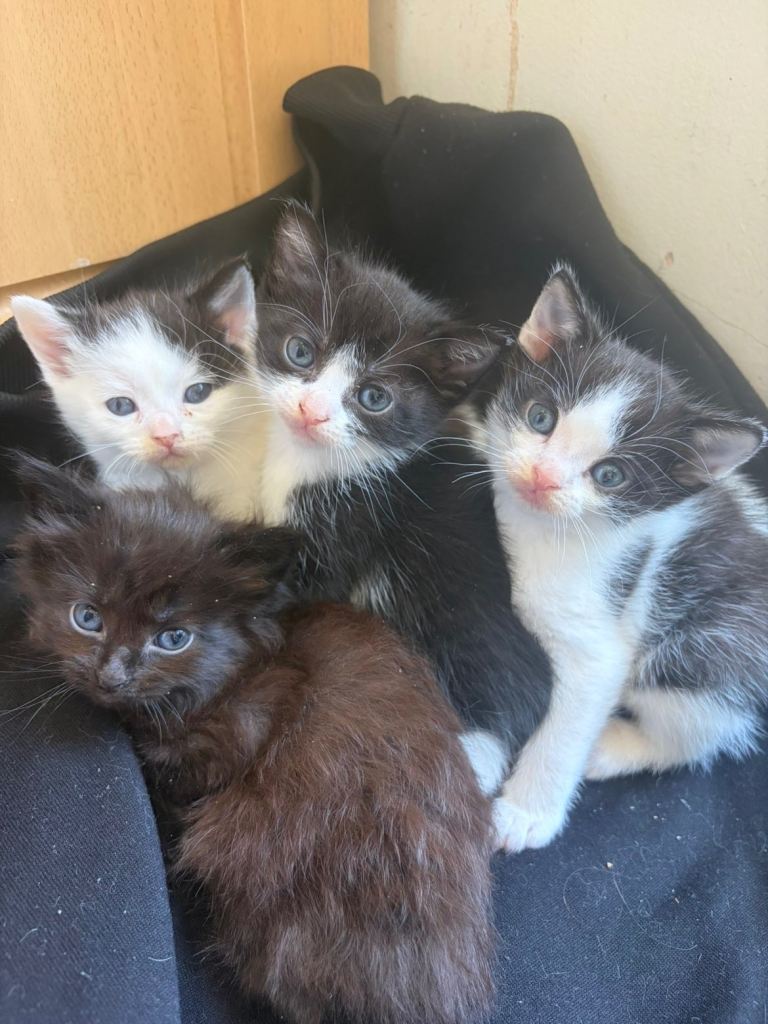 4 friendly kittens 