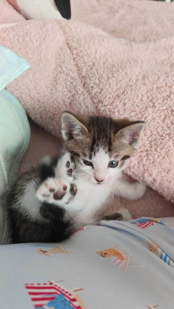 Beautiful female kitten.