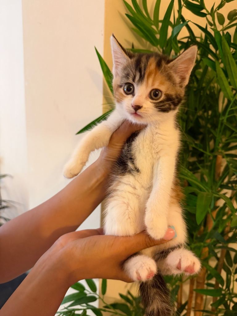 Beautiful Kittens – Ready to Reserve, Collection at 8 Weeks