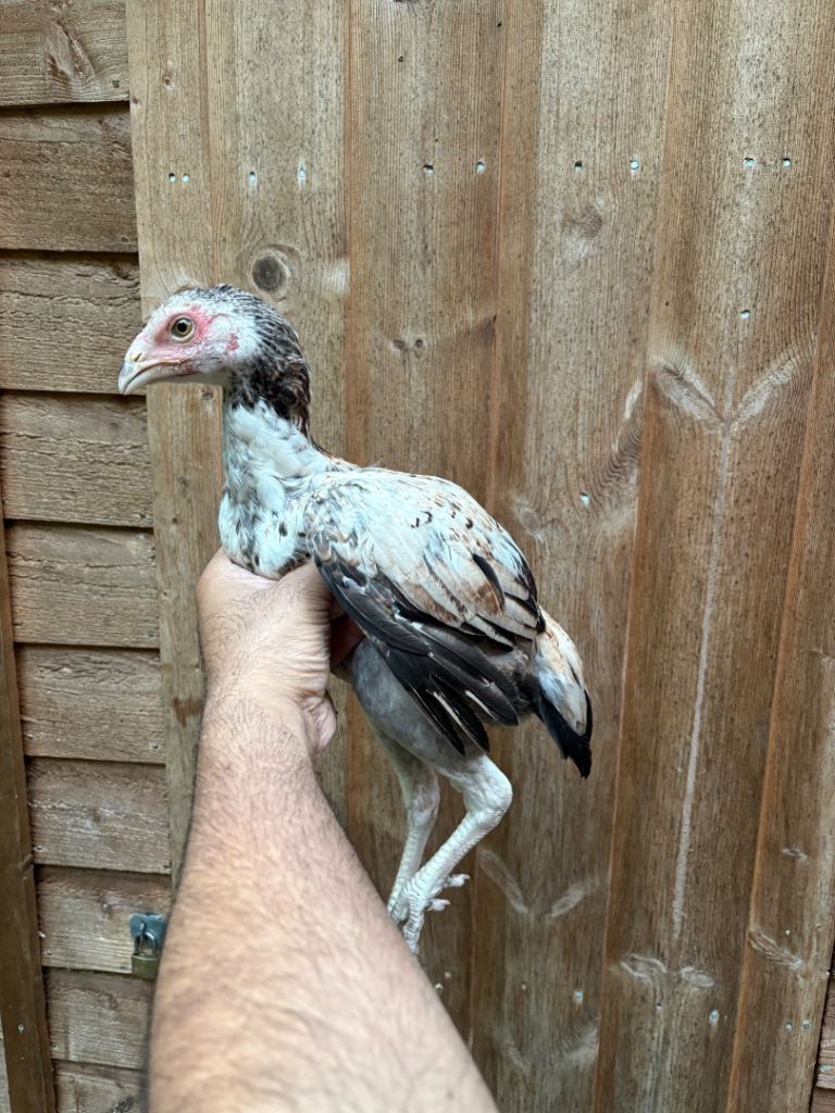 Aseel mianwalee birds for sale 