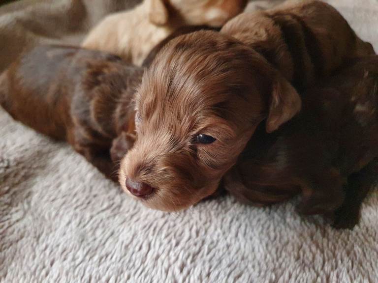 Cockapoo puppies: chocolate, choc merle and cream