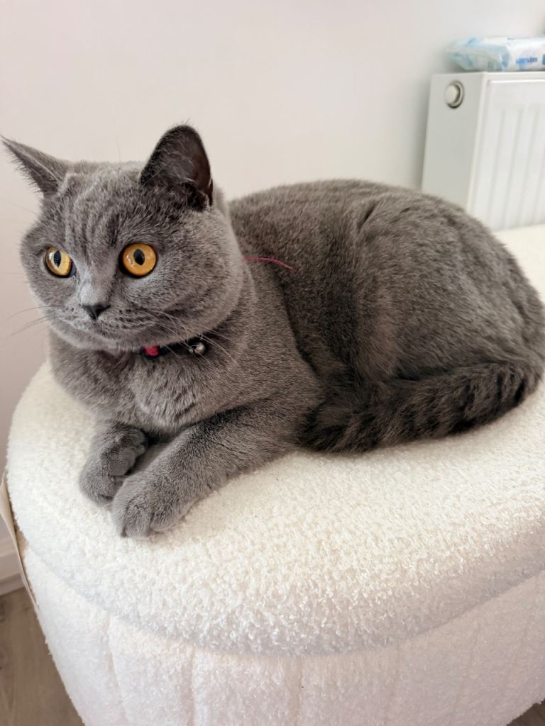 British short hair cat