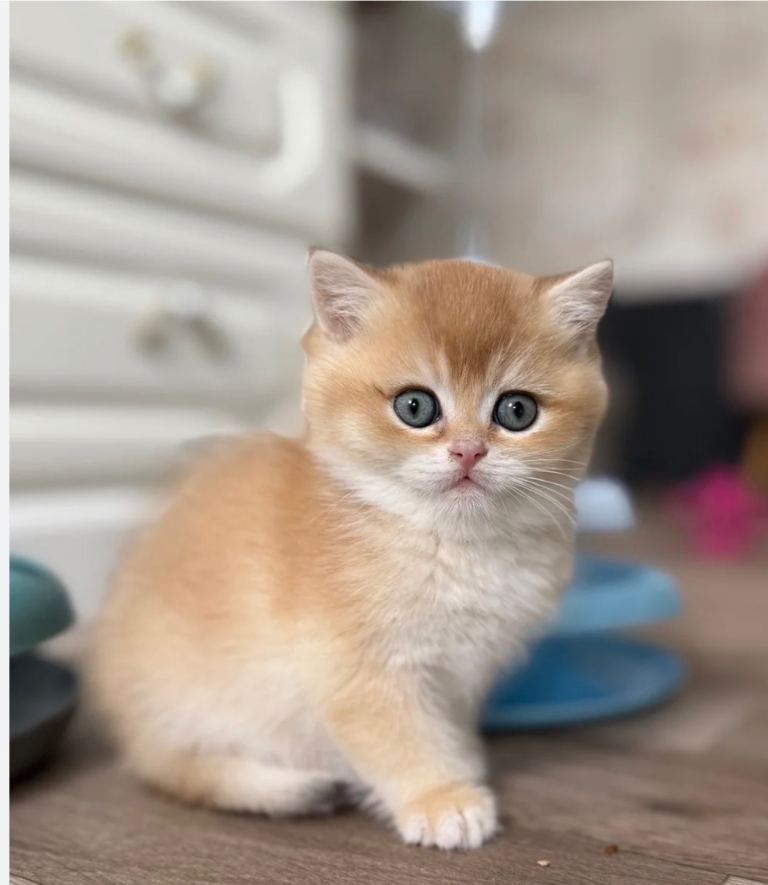 British shorthair gold