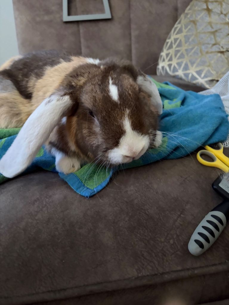Gorgeous French lop 