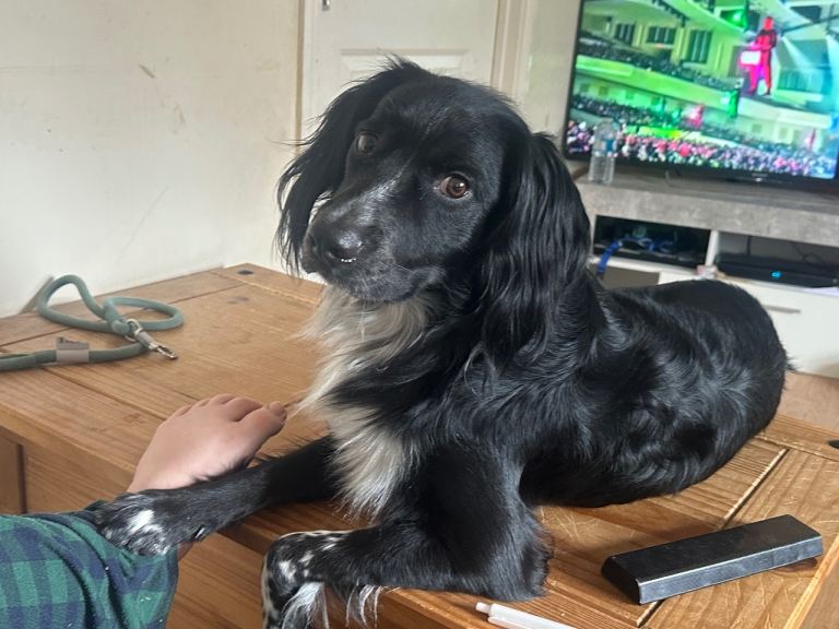 2 year old English springer spaniel 
