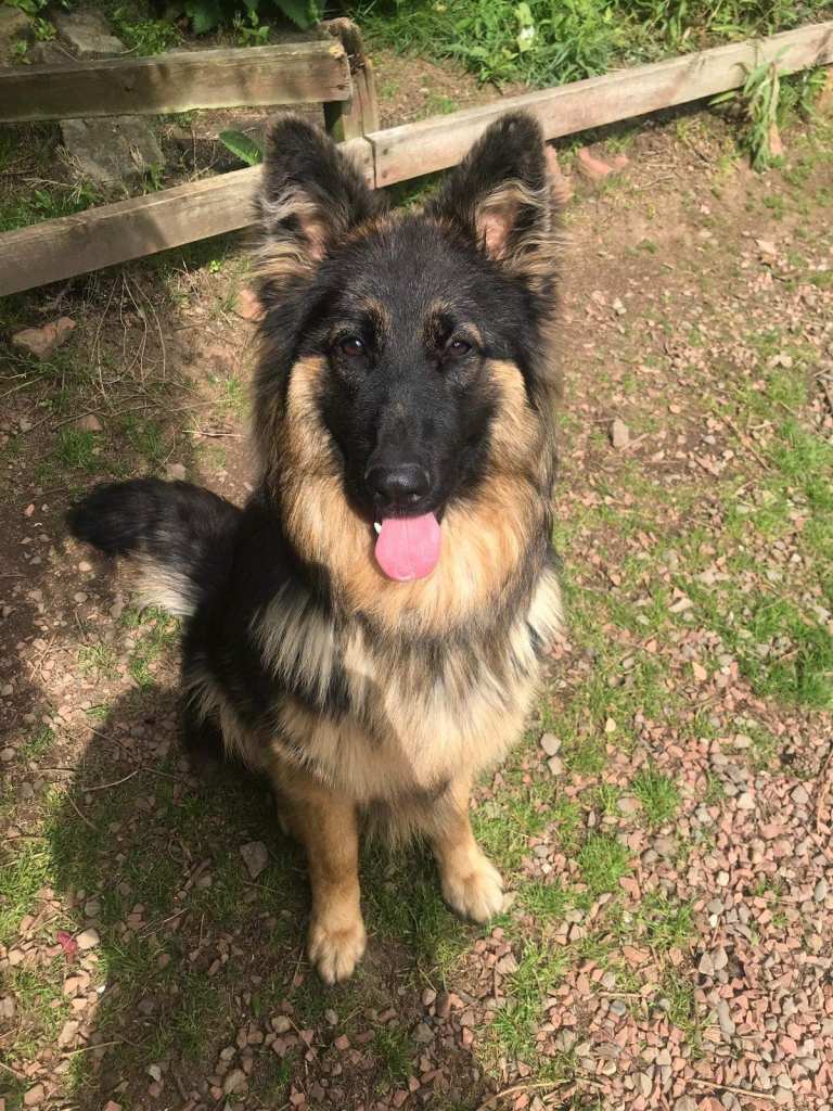 German Shepherd Pedigree Female