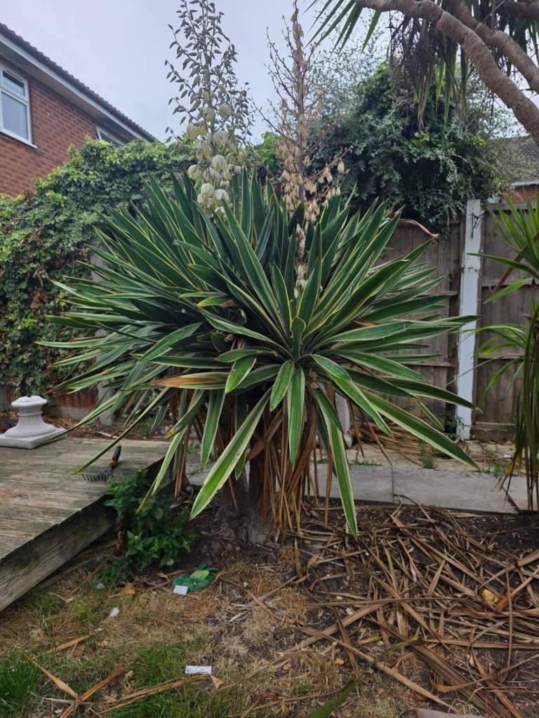 Yucca plant