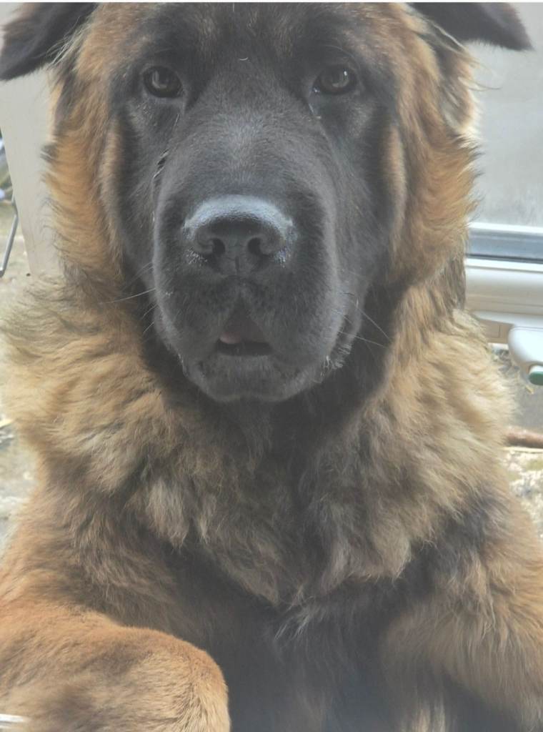 Caucasian shepherd X shar pei