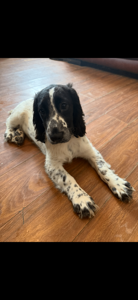 Cocker spaniel puppies ready to leave now!! 