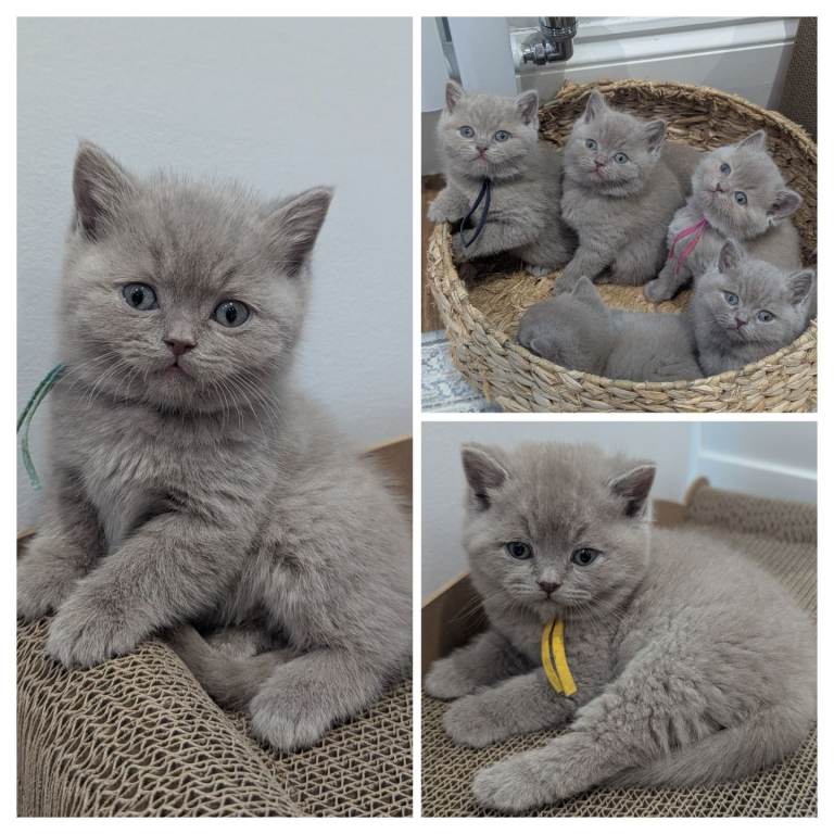6 beautiful, teddy bear, FAWN, full breed British Shorthair Kittens (TICA registered)