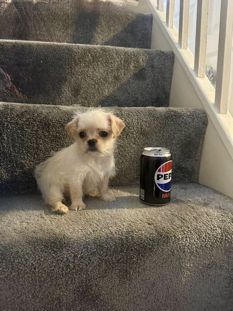 Adorable Puppies Ready for Forever Homes in Holmes Chapel