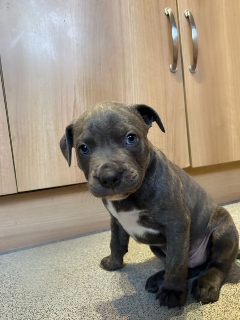 🐶 Staffy × Mastiff Puppies – Family Raised, Loving Homes Needed