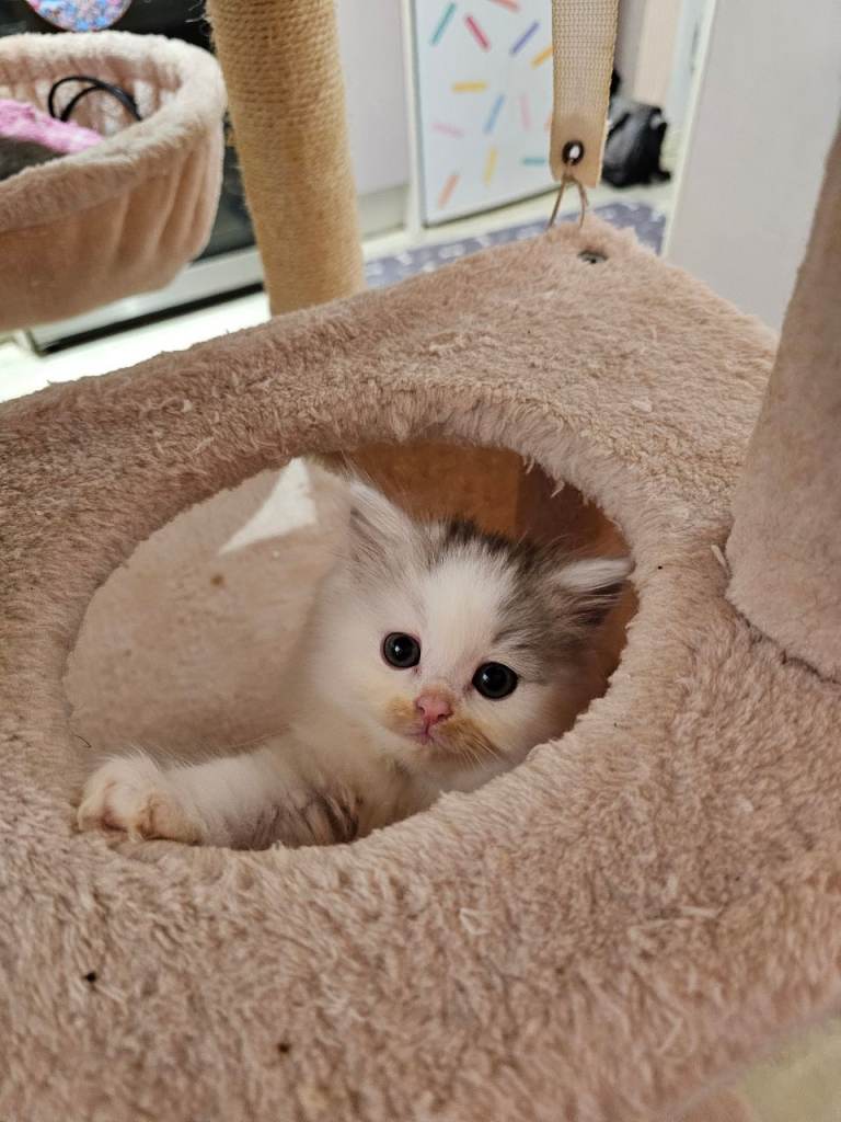 Pretty Persian cross kittens