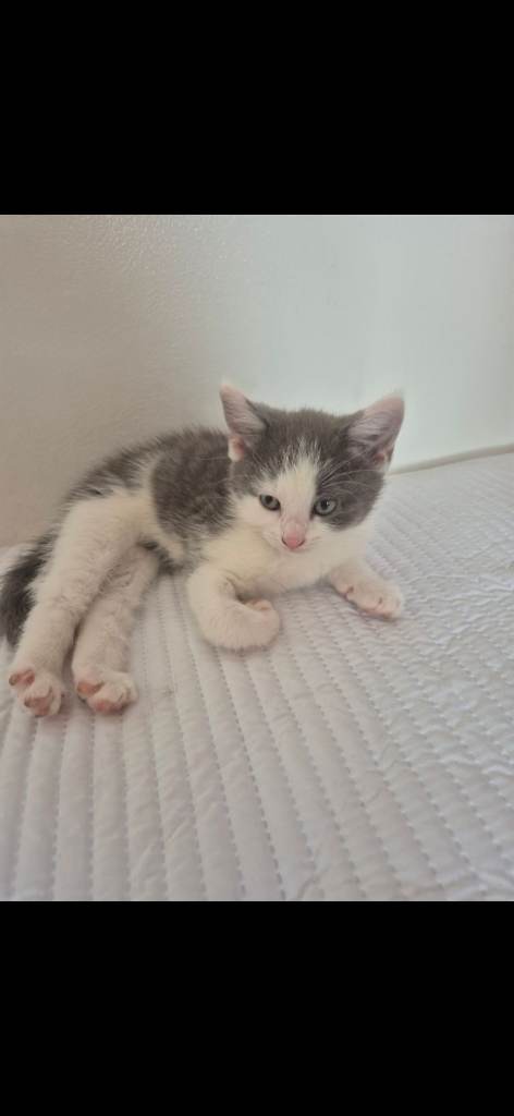 2 beautiful Kittens ready now